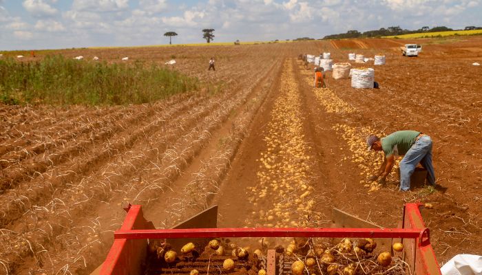 Primeira safra de batata rende 392,2 mil toneladas no Paraná